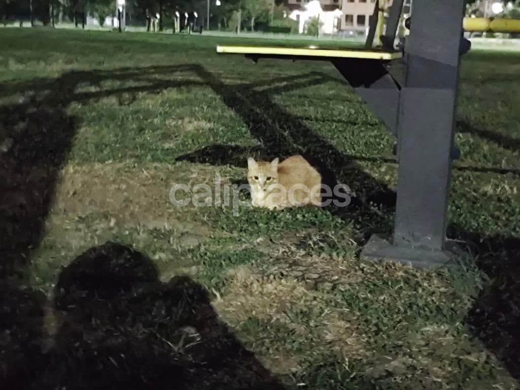 Photo of Parchetto Calisthenics Breda di Piave